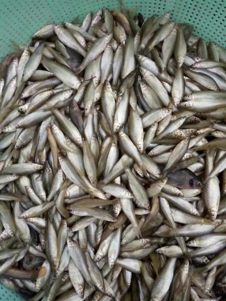 小麦穗鱼吃什么食物