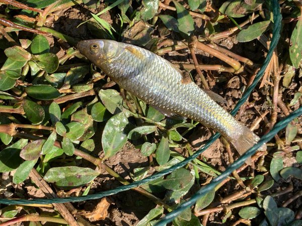 小麦穗鱼吃什么食物
