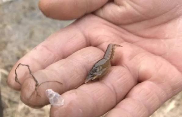 小麦穗鱼吃什么食物