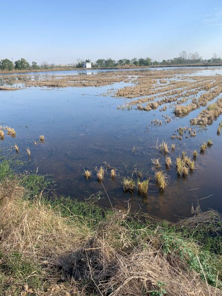 小麦穗鱼吃什么食物