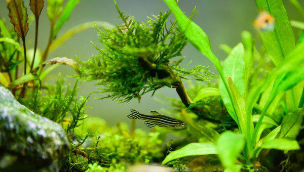 鱼缸水2天就浑浊怎么办