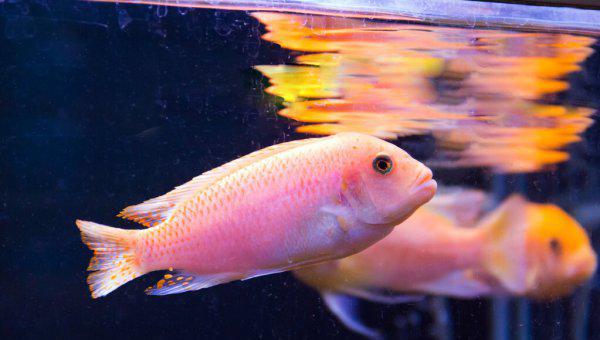 鱼缸水2天就浑浊怎么办