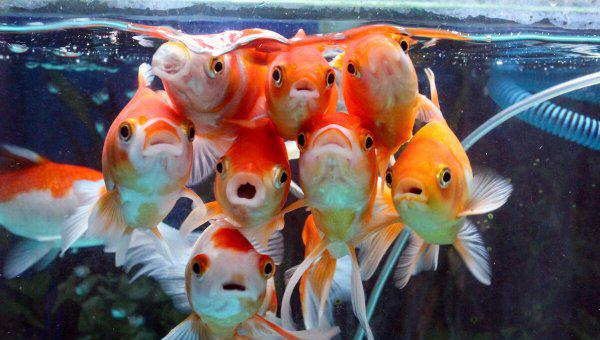 鱼缸水2天就浑浊怎么办