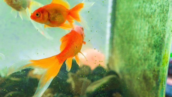 鱼缸水2天就浑浊怎么办