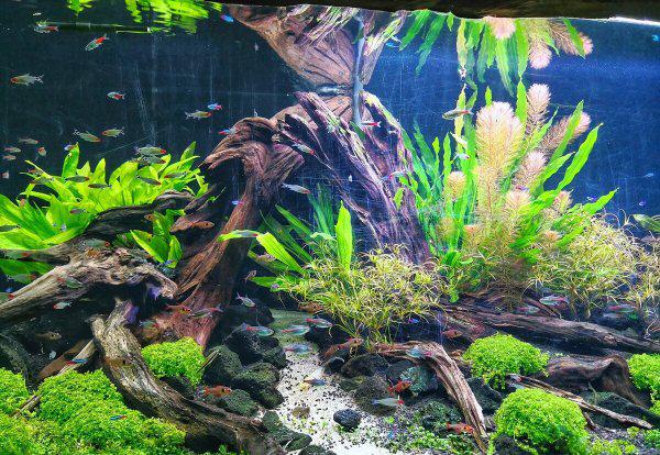 鱼缸水2天就浑浊怎么办