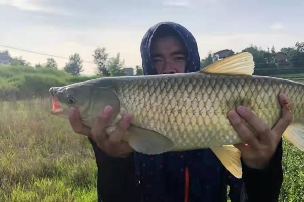 用什么打窝诱草鱼最快