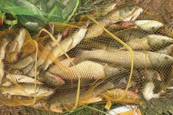 用什么打窝诱草鱼最快