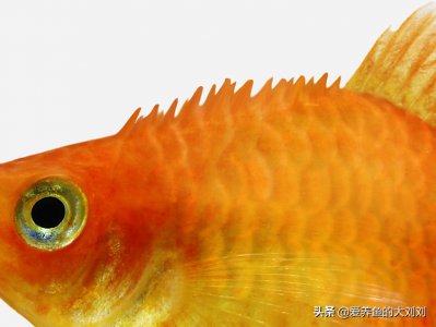 鱼炸鳞自己会恢复吗 用什么药治疗金鱼炸鳞比较好