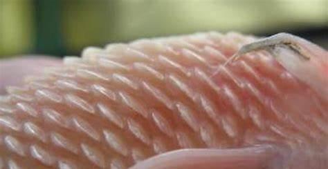 鱼炸鳞自己会恢复吗