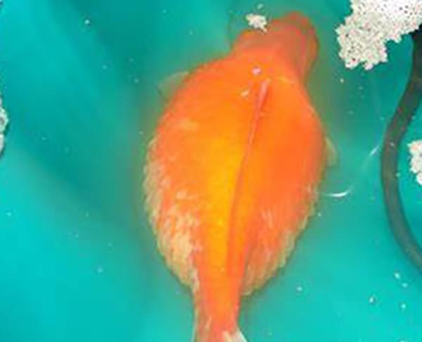 鱼炸鳞自己会恢复吗