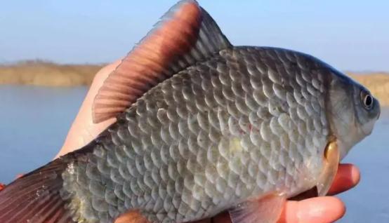 最佳钓鱼天气是什么