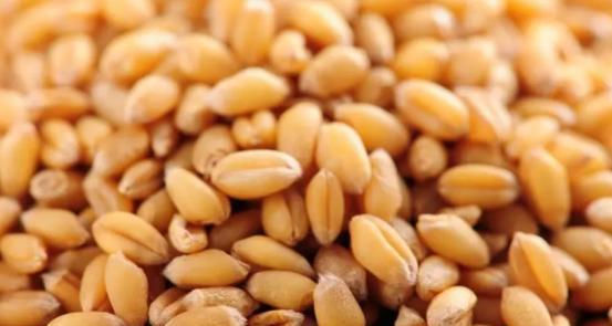 最佳钓鱼天气是什么