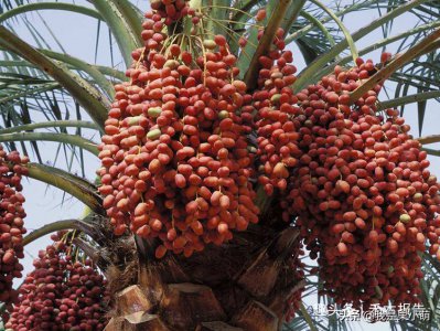 椰枣太甜是不是加工了 中东椰枣是真甜还是加了糖