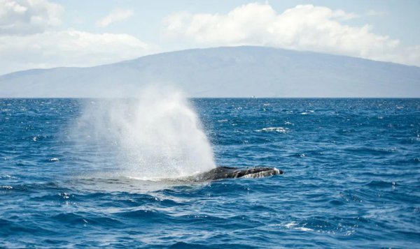 鲸鱼怎么呼吸的