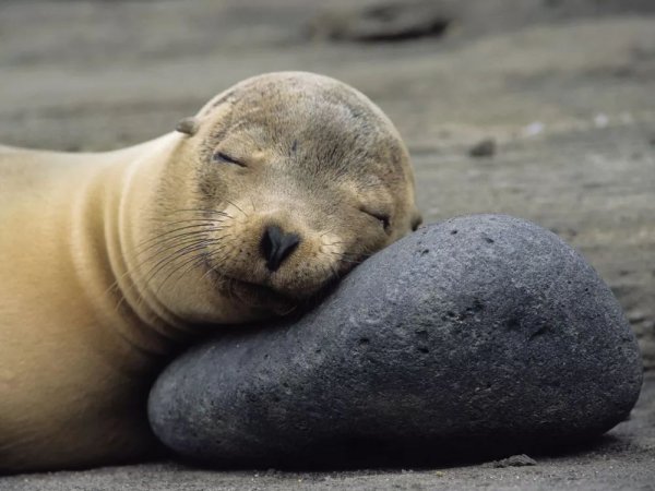 鲸鱼怎么呼吸的