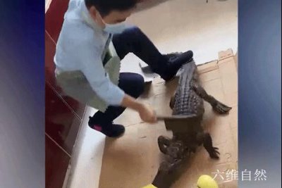 鳄鱼冬眠吗什么时候冬眠 鳄鱼为什么会从冬眠中苏醒