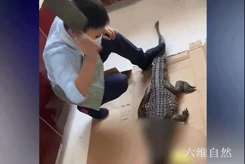 鳄鱼冬眠吗什么时候冬眠