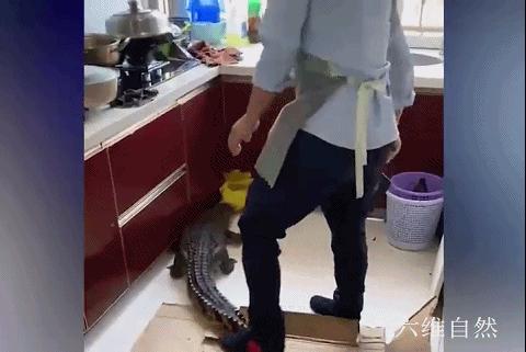 鳄鱼冬眠吗什么时候冬眠