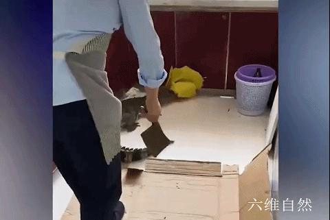 鳄鱼冬眠吗什么时候冬眠