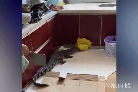 鳄鱼冬眠吗什么时候冬眠