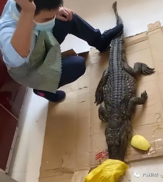 鳄鱼冬眠吗什么时候冬眠