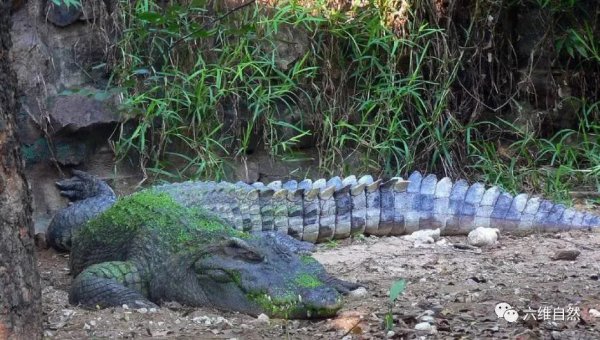 鳄鱼冬眠吗什么时候冬眠