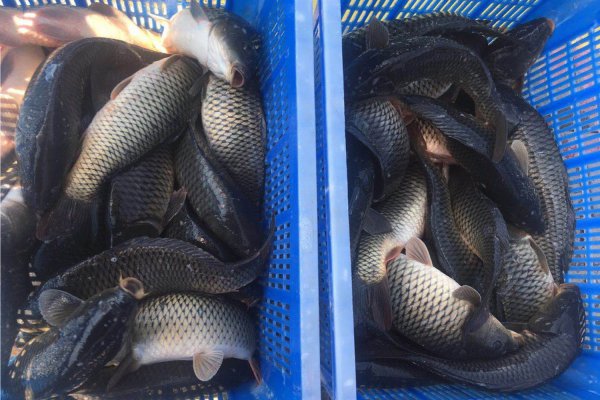 五一钓鱼钓深水还是浅水