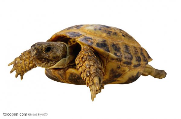 乌龟王八甲鱼鳖有什么区别