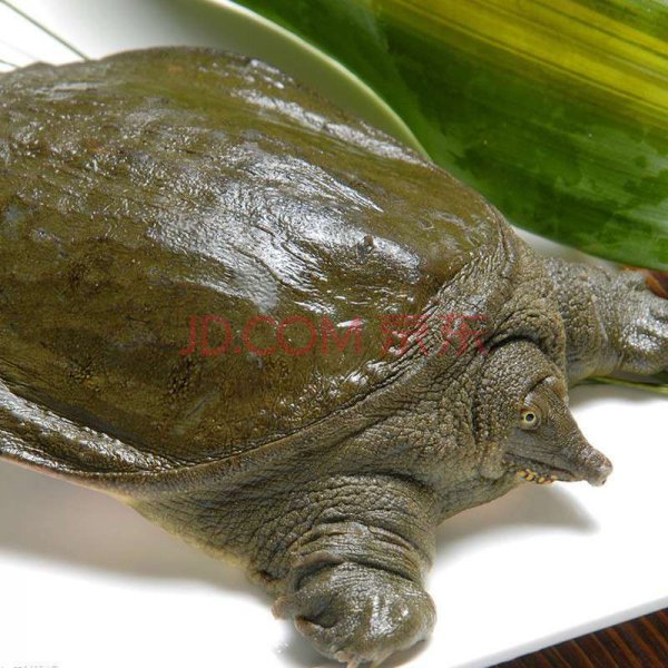 乌龟王八甲鱼鳖有什么区别