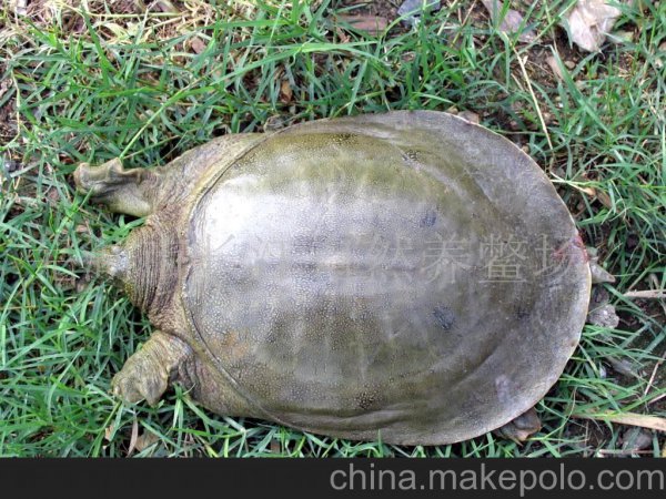 乌龟王八甲鱼鳖有什么区别