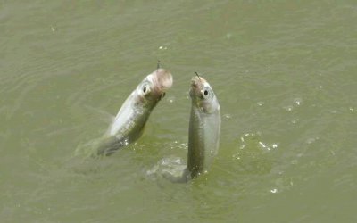 子线不缠绕不打结绑法 子线怎么有效地减少缠绕打卷