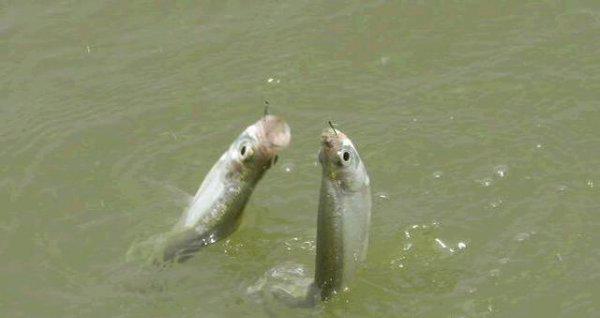 子线不缠绕不打结绑法