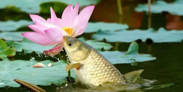 子线不缠绕不打结绑法