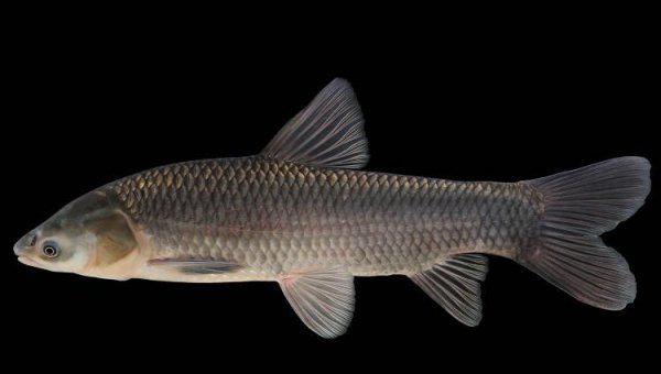 四大家鱼是哪四种