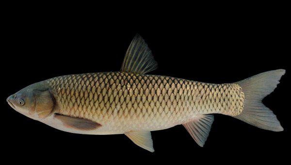 四大家鱼是哪四种