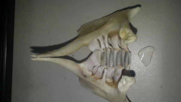 四大家鱼是哪四种