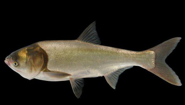 四大家鱼是哪四种