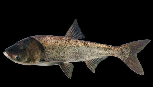 四大家鱼是哪四种