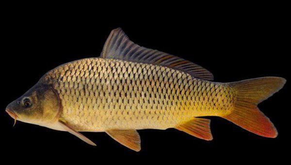 四大家鱼是哪四种