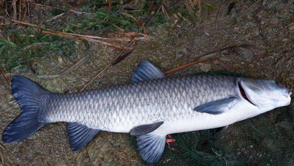 四大家鱼是哪四种