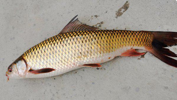 四大家鱼是哪四种