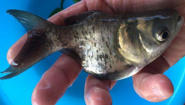 四大家鱼是哪四种