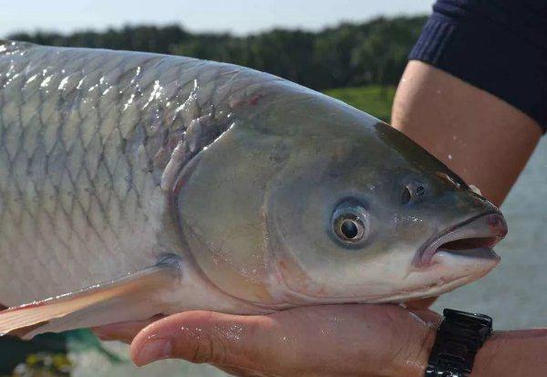 四大家鱼是哪四种