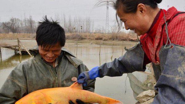 四大家鱼是哪四种