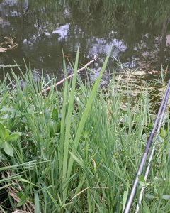 钓龙虾用什么肉 什么肉最适合作为钓龙虾用的饵料