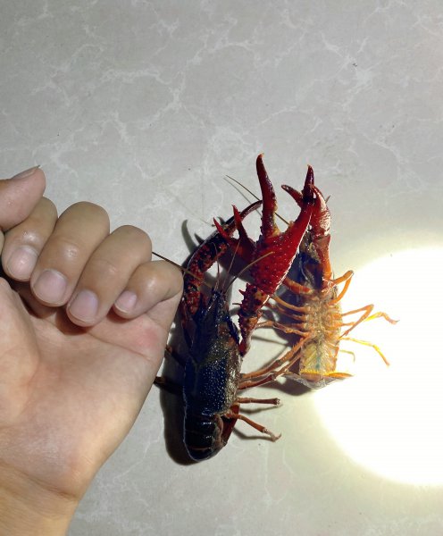 钓龙虾用什么肉