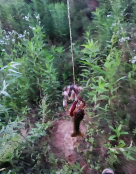 钓龙虾用什么肉