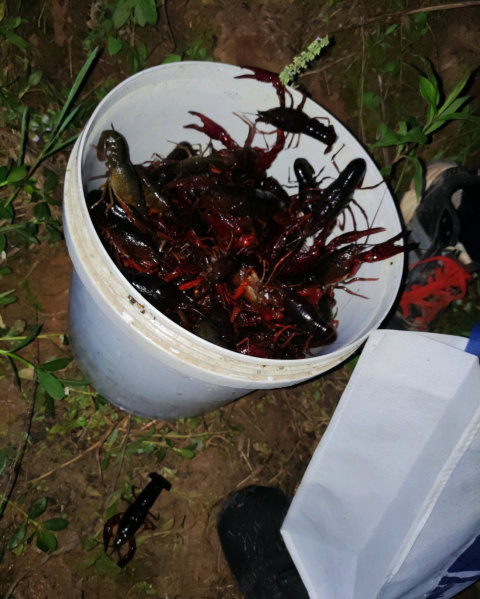 钓龙虾用什么肉