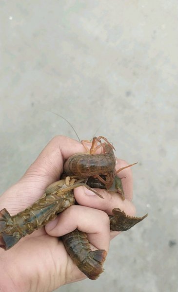 钓龙虾用什么肉