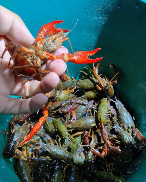 钓龙虾用什么肉